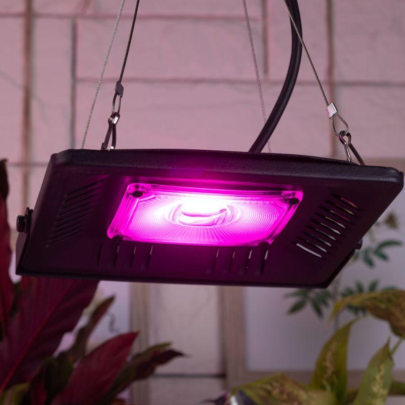 Прожектор светодиодный для растений FITO-50W-LED BLUERED 50Вт IP65 220-240В -30град. до + 45град. 30000ч для цветения и плодоношения красно-синего спектра ЭРА Б0039033